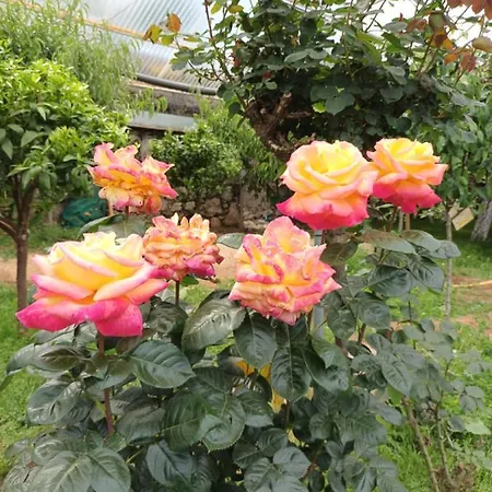 펜션 Vivienda Vacacional Las Vinas *