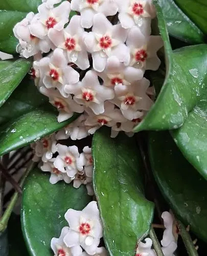 Vivienda Vacacional Las Vinas * Oviédo