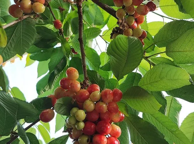 Vivienda Vacacional Las Vinas Oviédo